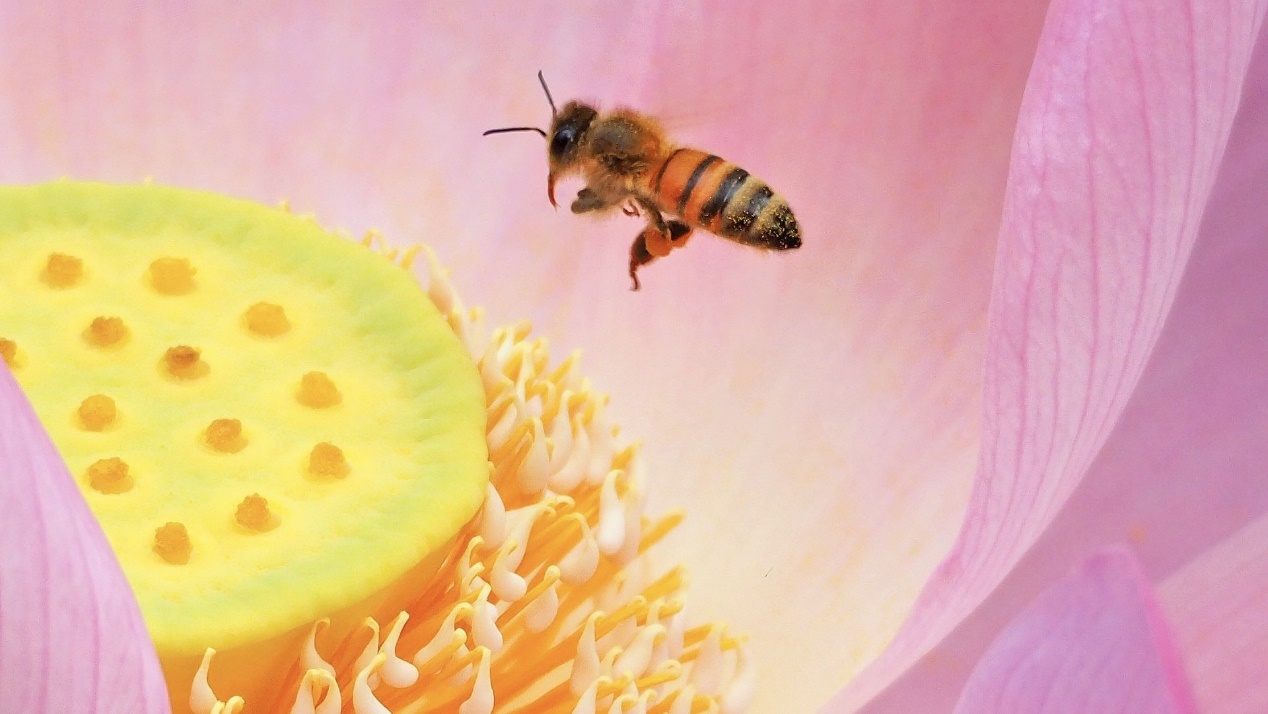 金牛座|今后2周,四大星座三大生肖真情回暖,职场上遇贵人点拨,发财机会增加