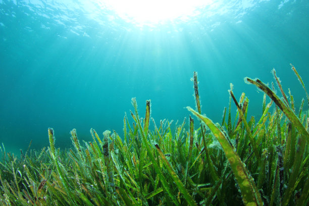 微生物和陆地上大小生物有什么区别?