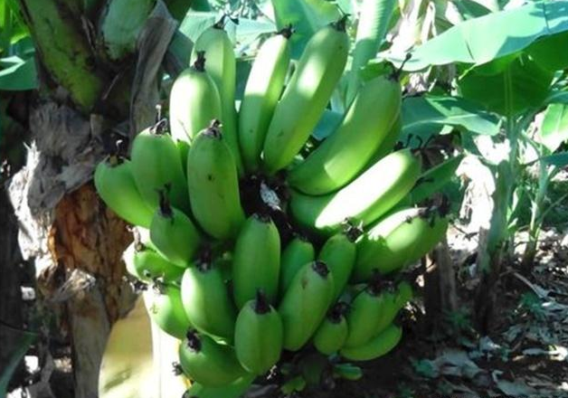 医生|胃不好的人，记住：多吃2种蔬菜，少吃2种水果，慢慢告别老胃病