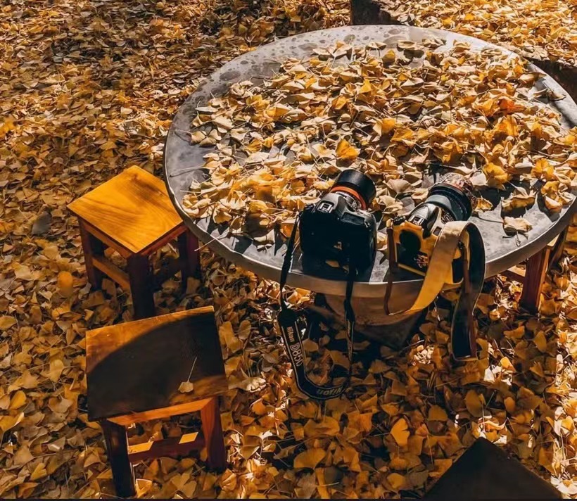 章若楠|秋天这个浪漫的季节,怎能少得了来一场与杏叶的约会