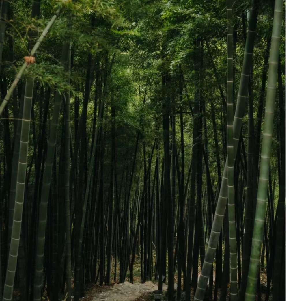 莫干山|秋天不一定只有金灿灿的油画世界，原来红色也很美