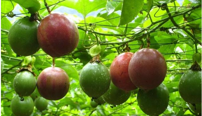 肾病|水果中的天然“药王”，10个苹果也不如它，可惜多数人都不知道