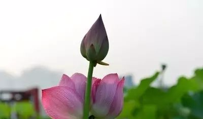 生肖|中年时爆发富甲一方的生肖特征