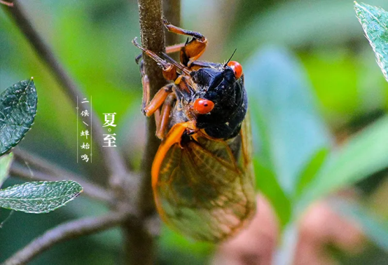北半球也迎来一年中白昼最长的一天