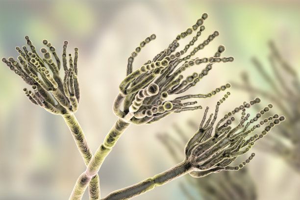 生物圈中的细菌、真菌、病毒等微生物占地面积较大