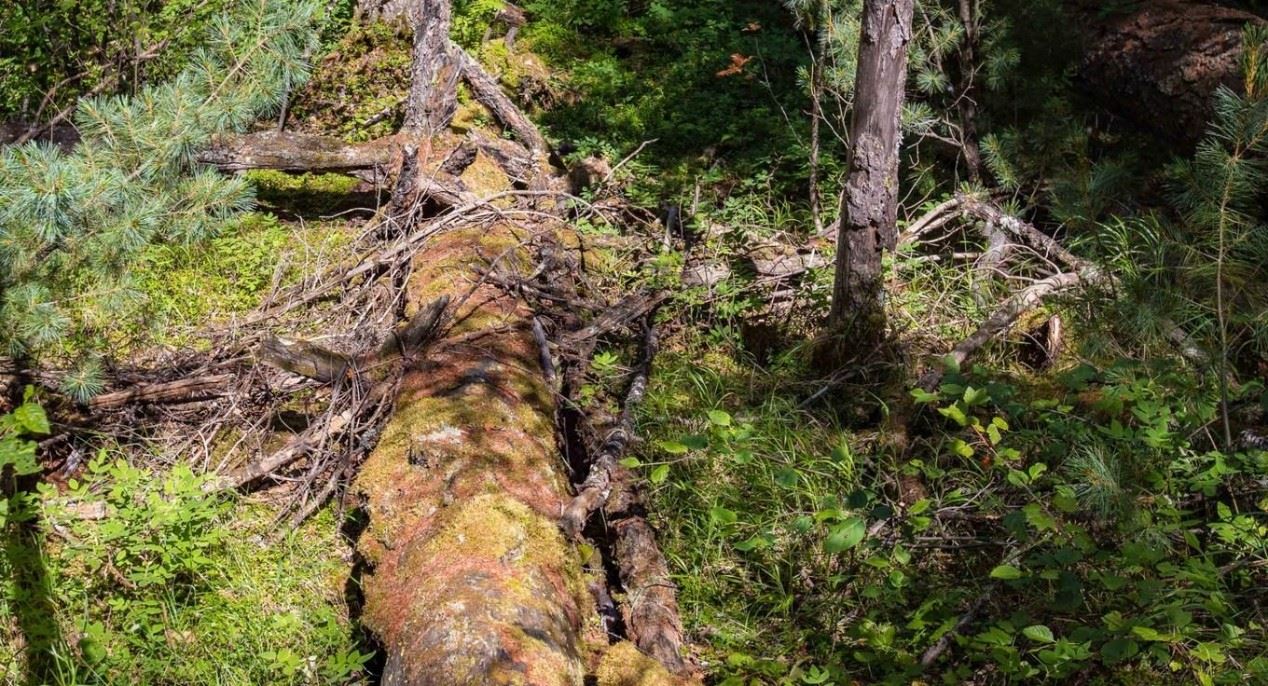 莫尔道嘎|南有西双版纳 ，北有莫尔道嘎，这个莫尔道嘎小火车达1个多小时