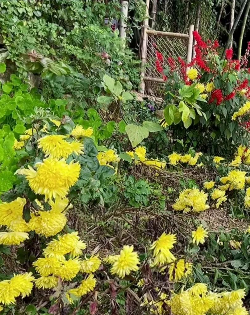 幼儿园|再回农村,我钓鱼,养花,种庄稼,吃柴火鸡,生活回归自然