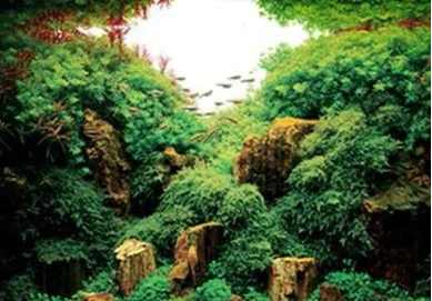 海底森林与神秘的“玻璃山”和一件事有关