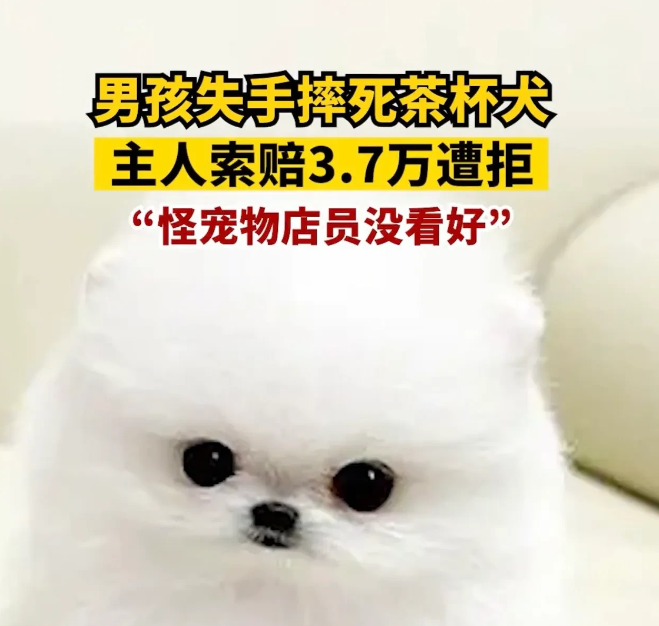 8岁男孩失手摔死茶杯犬，主人索赔3.7万遭拒，家长：怪你们没看好