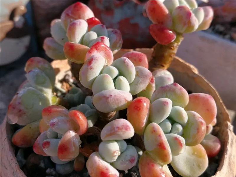 植物|适合放在办公室养护的劳尔