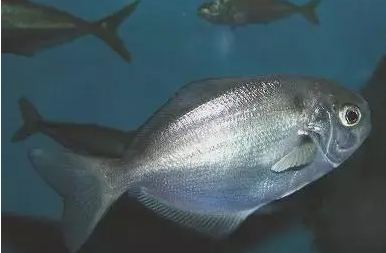 外形可爱却暗藏危机,在海里看见它赶紧跑!