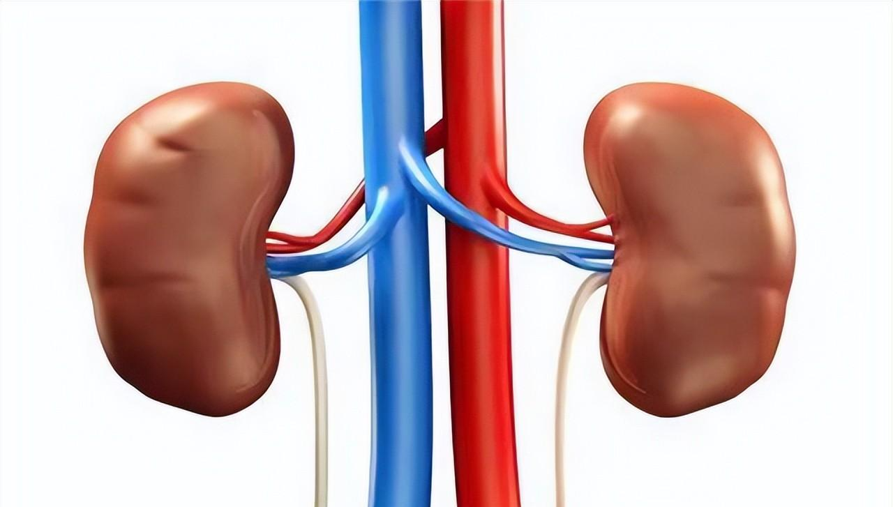 尿毒症|为什么“尿毒症”越来越多?医生劝说:3个习惯别碰,肾会感谢你