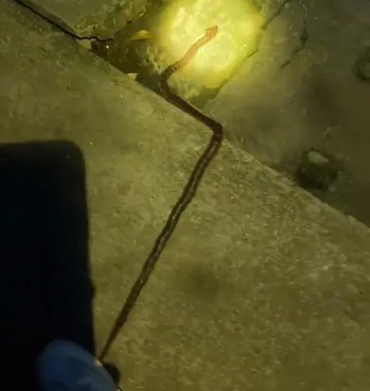 |真是人生处处有惊喜啊！还敢钓鱼吗？还敢走夜路吗？