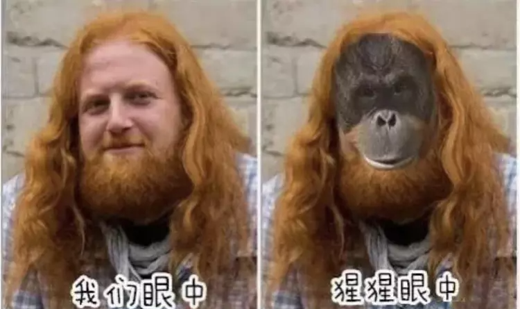 大学生去看大猩猩,因发型太吸引人,遭到雄猩猩尾随最终侵犯了他