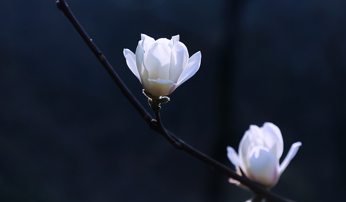 用了这6个拍摄方法,实拍24张白色玉兰花的照片,有没有你喜欢的照片?