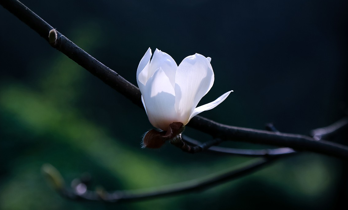 用了这6个拍摄方法,实拍24张白色玉兰花的照片,有没有你喜欢的照片?