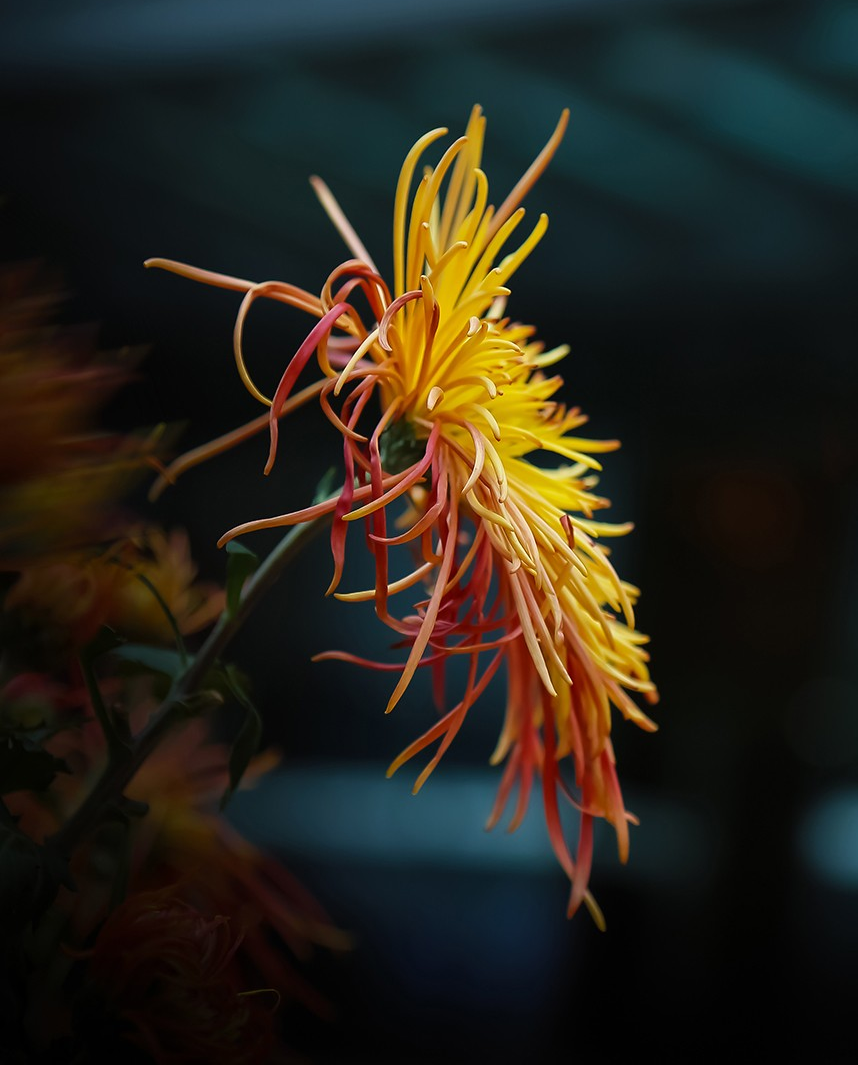 怎样拍出黑色背景照片?掌握4个关键方法,没有你想象那么难