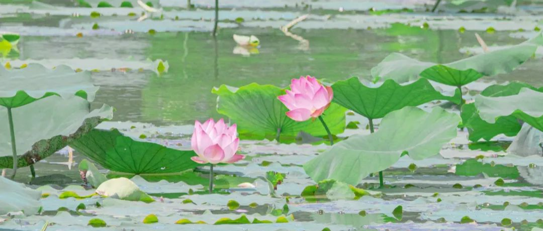 |莲商会 这份赏花攻略,请收下