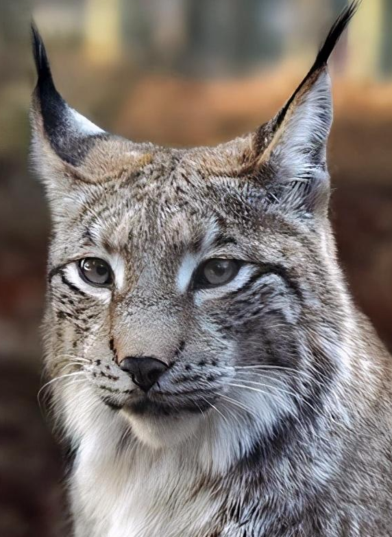山中无老虎,猞猁称大王,狼群的数量猞猁说的算