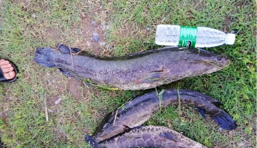 |夏季钓黑鱼，只能路亚？提前打几个窝子，手竿也能钓不少