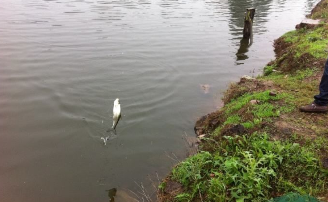 饵料|最受钓友喜欢的钓法，重铅沉底，适合多数钓点，拒绝小鱼！