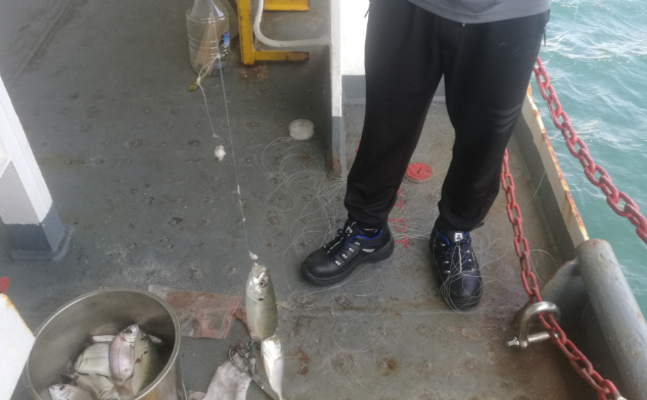 台湾|做海员在乎的不是几万一个月的工资，而是天天都能钓各国有趣的鱼