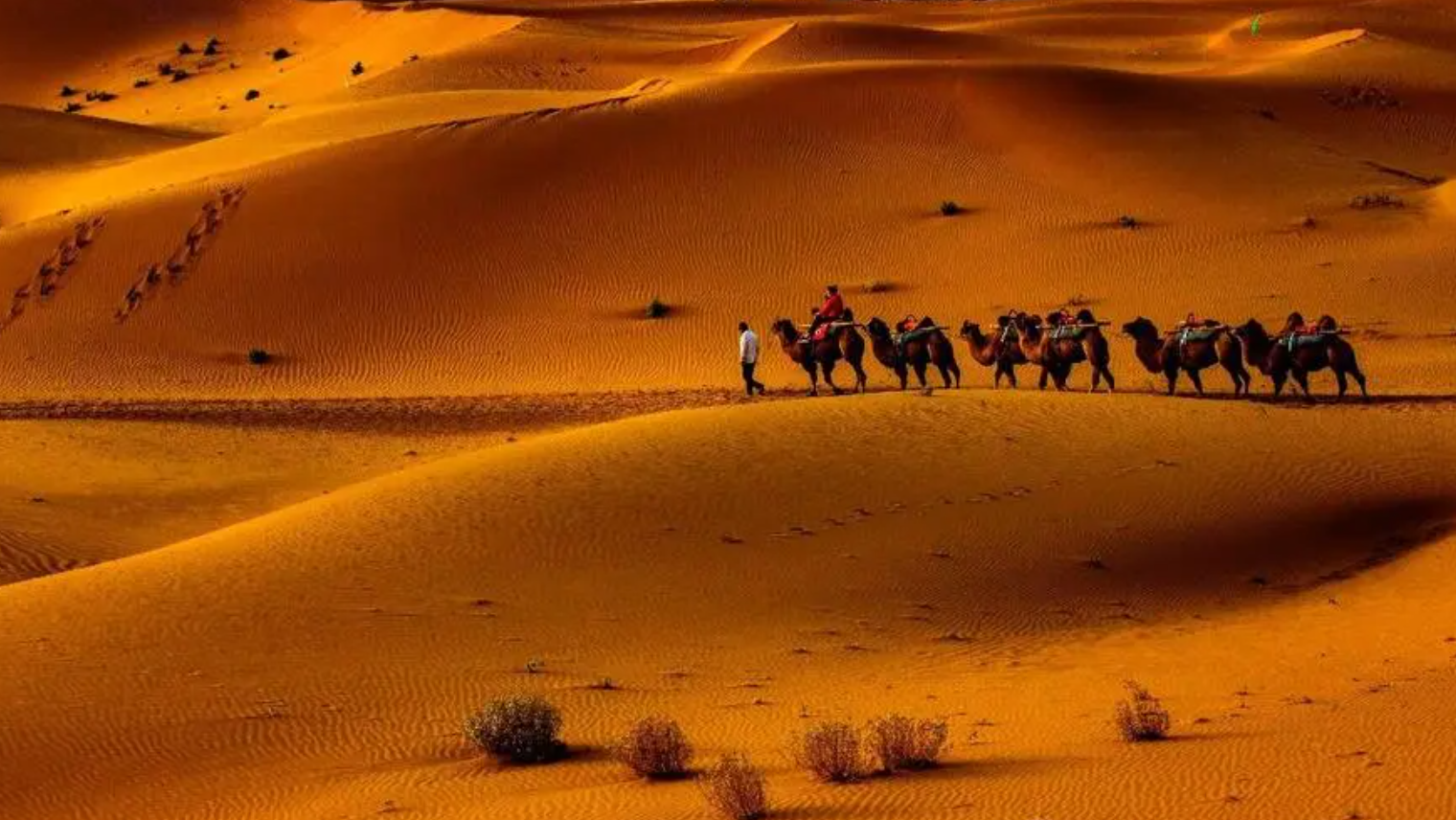 沙坡头|来中卫,不能错过的是,沙漠带来的快乐