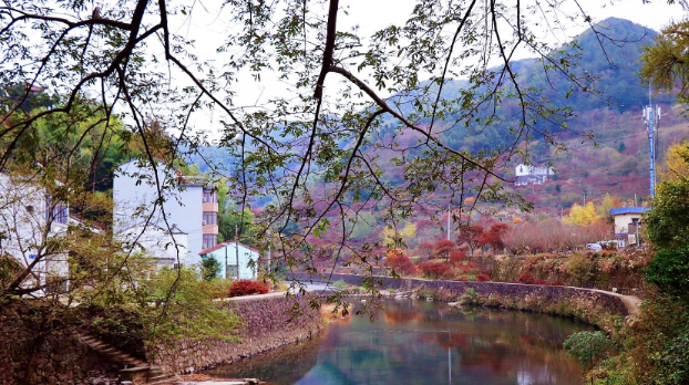 宁波|浙江深处有一个古村，枫叶漫山谷，银杏映清溪，真的太美了