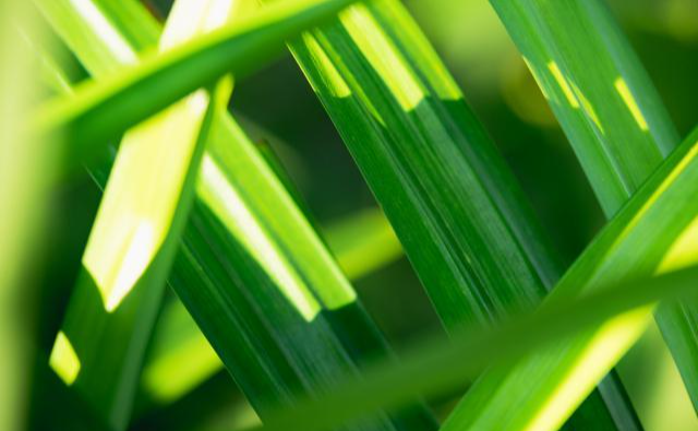 明日立夏，记得吃3谷2菜2肉，忌1物，顺应时节而食，平安健康入夏