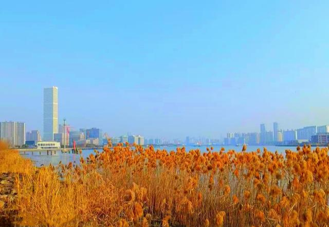 |上海一公园走红，藏于黄浦江适合遛娃赏秋，不要门票还有秋季花海