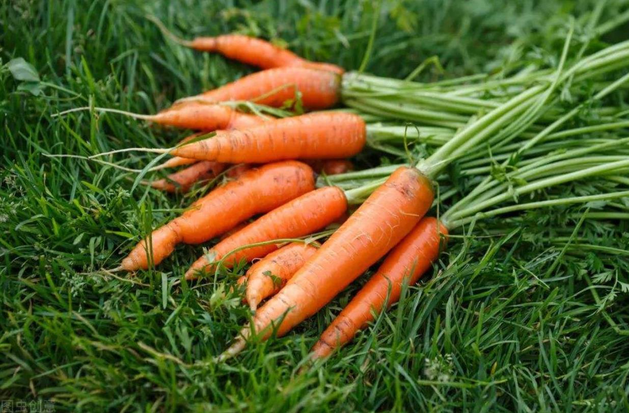 胡萝卜|造成白头发的因素是什么?常吃4种食物,头发会越来越黑