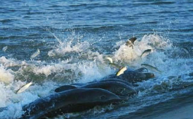 海豚“浑水摸鱼”的鼻祖,野外帮人类捕鱼