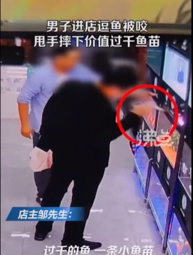 山东烟台,男子手欠逗鱼被咬,甩手摔下千元鱼苗!