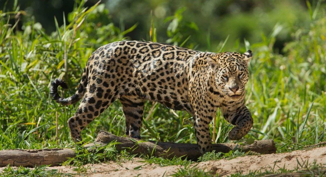 狮、虎和美洲虎:通过狩猎行为学比较,揭示三大猫科的解剖学差异