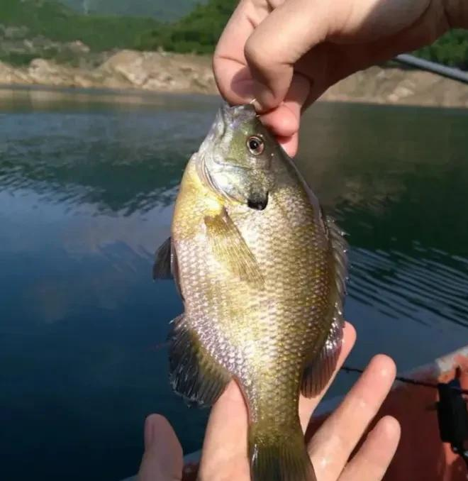 外来物种入侵,万峰湖“乱成一锅粥”,除了罗非,它们的威胁更大