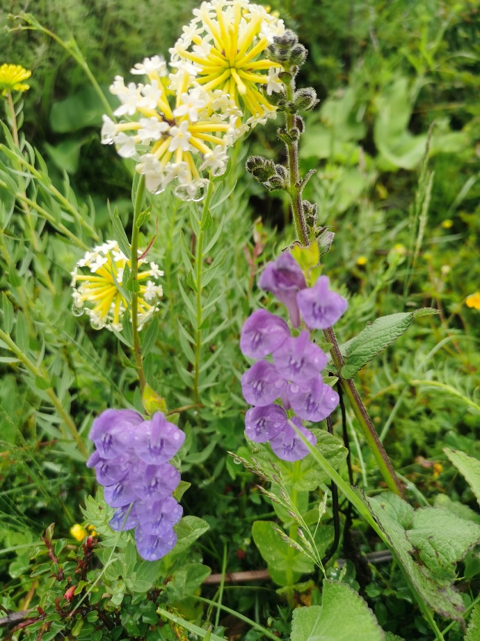 班公湖|好多不认识的花花草草