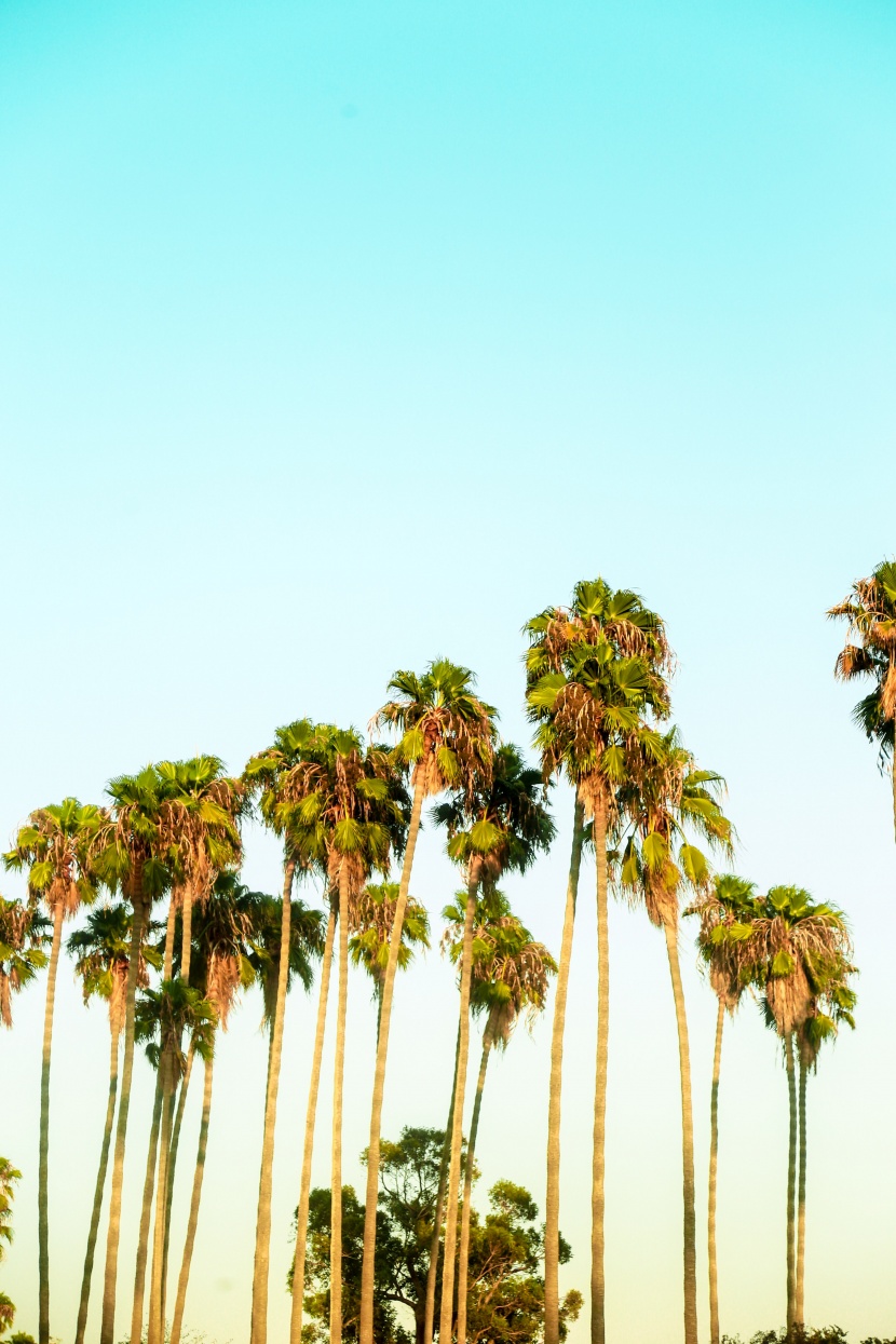 狮子座|最不会讨好人的星座，眼里揉不得沙子，拒绝得体