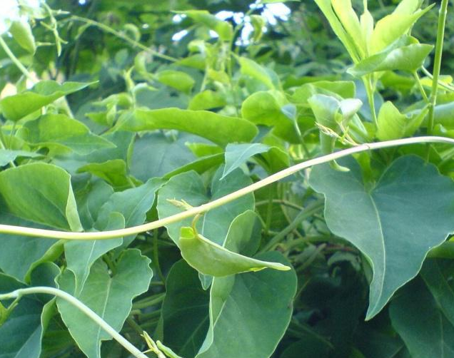 中药|一味不被重视的中药，内则养心血安神，祛风湿通经络，外则悦肌肤