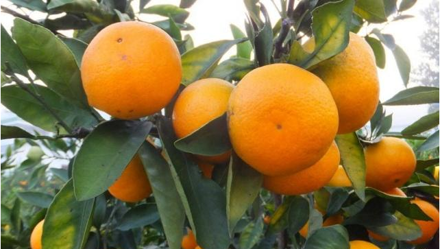 肝硬化|天然“解毒王”终于找到,没事吃一点,“肝硬化”或许不来扰