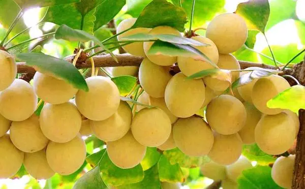 肝癌|男性补肾只能多吃韭菜?其实这3种食物,比韭菜更能呵护肾脏健康