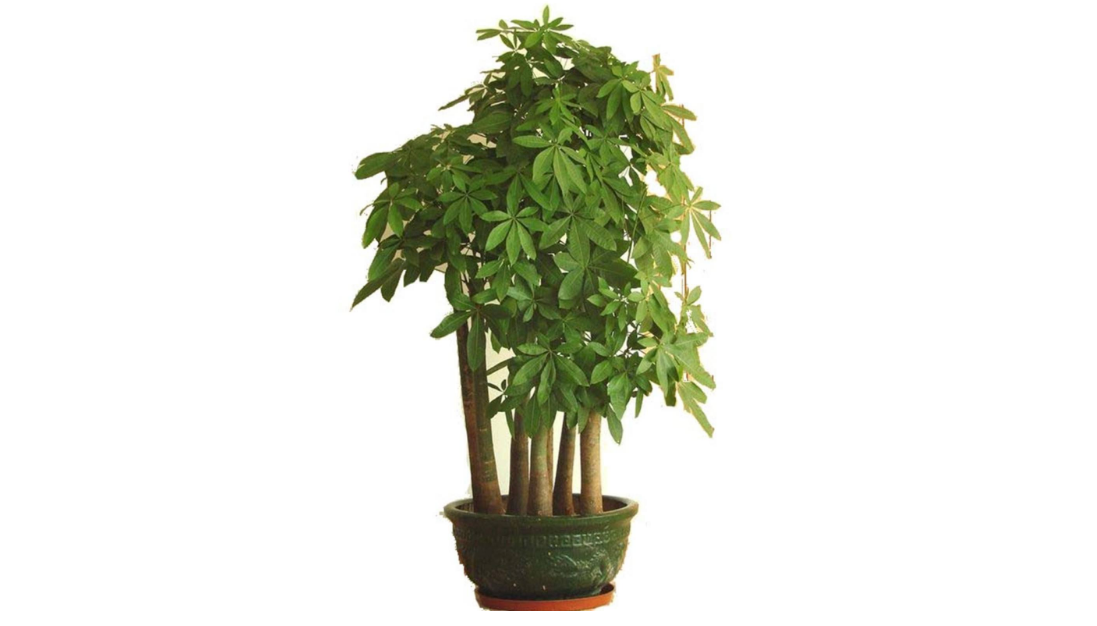 客厅是房子的脸面,摆放什么植物能提升美感呢?