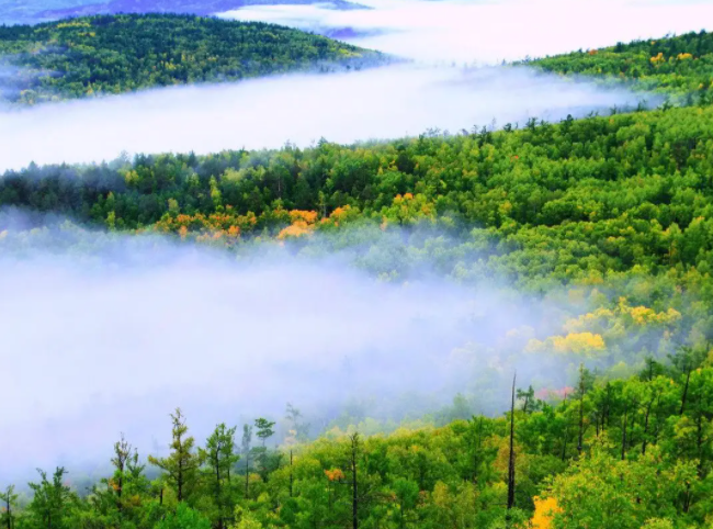 大兴安岭|北疆的秋天很短，这样的一瞬，却是大兴安岭最值得一看的季节