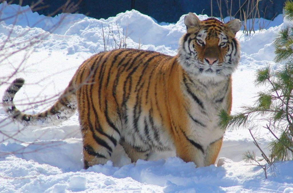 狮、虎和美洲虎:通过狩猎行为学比较,揭示三大猫科的解剖学差异