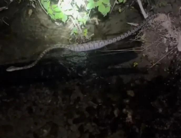 |真是人生处处有惊喜啊！还敢钓鱼吗？还敢走夜路吗？