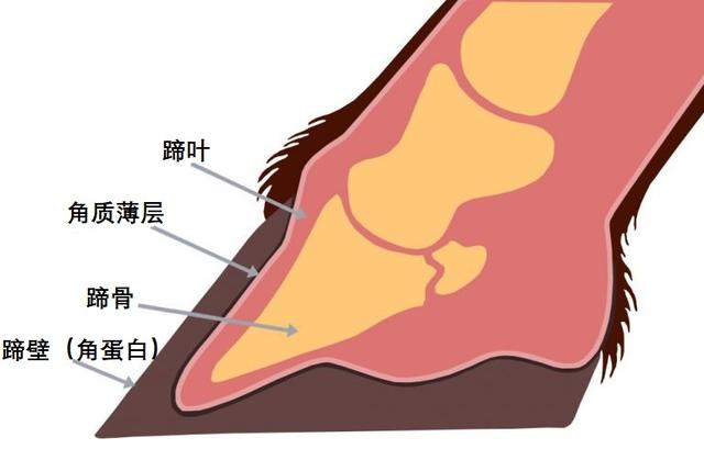 失去一条腿的大象都可以存活下来,为什么马的腿断就只能死亡呢?