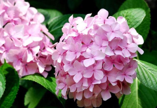 天秤座|不同星座不同性格,天秤与水瓶性格相对,各自都有优势!