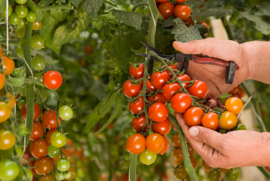 卫星|十一项农业人工智能研究最新成果,推动智慧农业智能化进程
