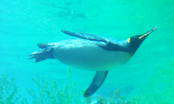 企鹅本是海洋生物,但住在森林里的企鹅你见过吗