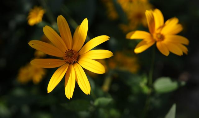 适马|想卖掉手上的适马35 ART换新的RF35 1.8, 看中防抖和微距,值得吗?