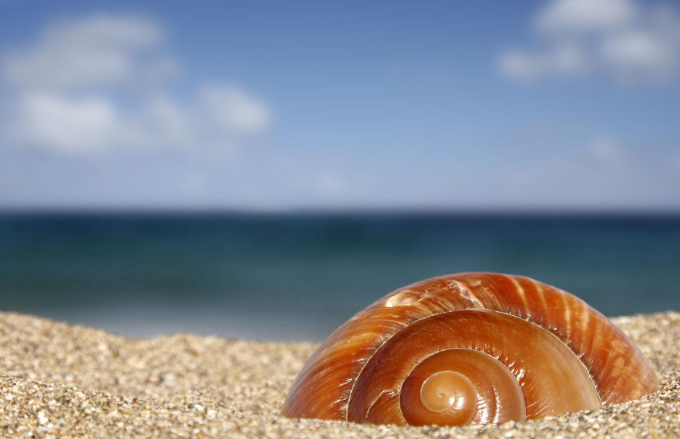 在海洋里生活着奇特的蜗牛